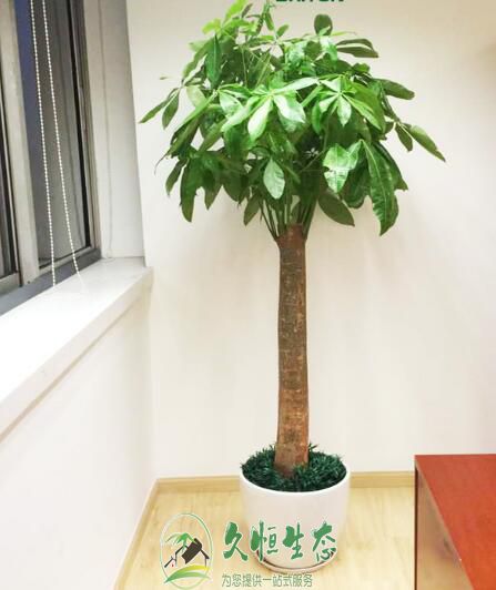 绍兴越城花卉租赁公司介绍室内租摆