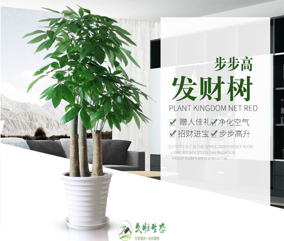 绍兴越城养花太难 买花太贵 不如租花最实惠