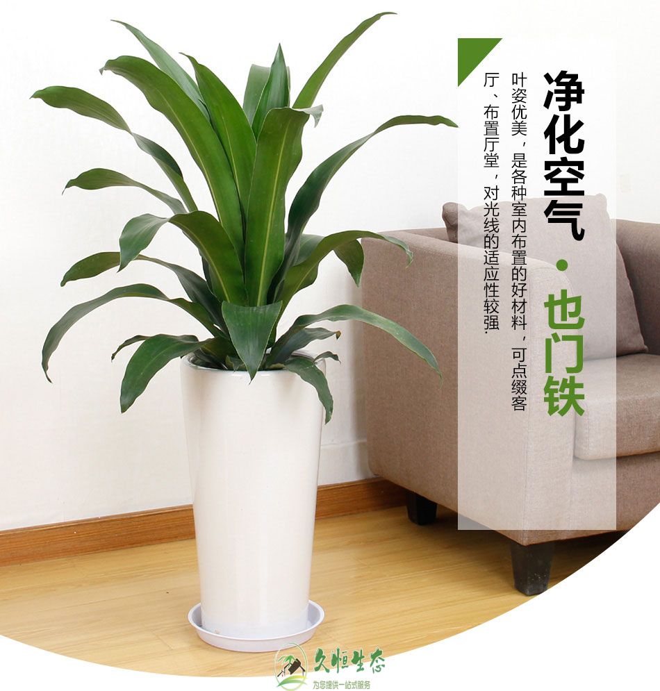 绍兴越城青叶也门铁