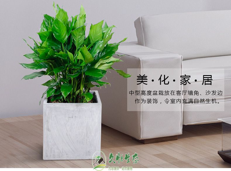 绍兴越城万年青