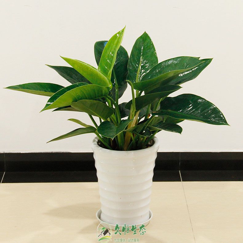 绍兴越城金钻