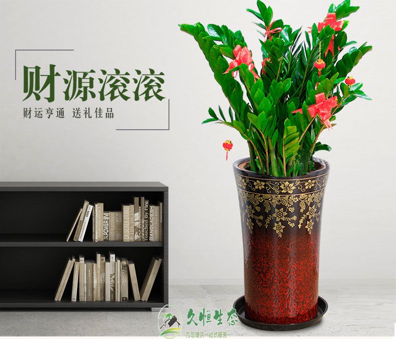 绍兴越城金钱树