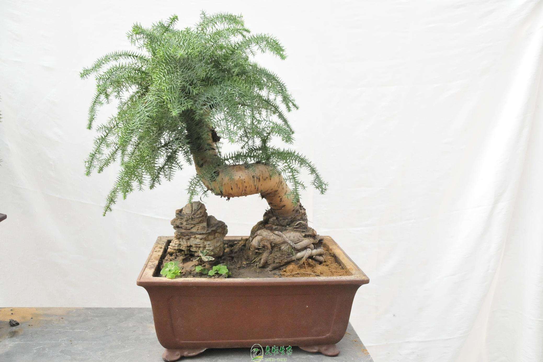 绍兴越城澳洲杉